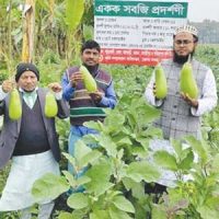 বারি বেগুন-১২