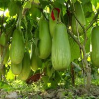 বারি বেগুন-১২