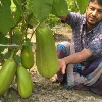 বারি বেগুন-১২