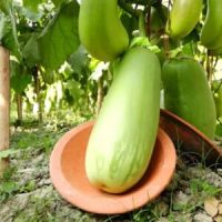 বারি বেগুন-১২