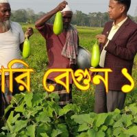 বারি বেগুন-১২