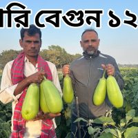 বারি বেগুন-১২